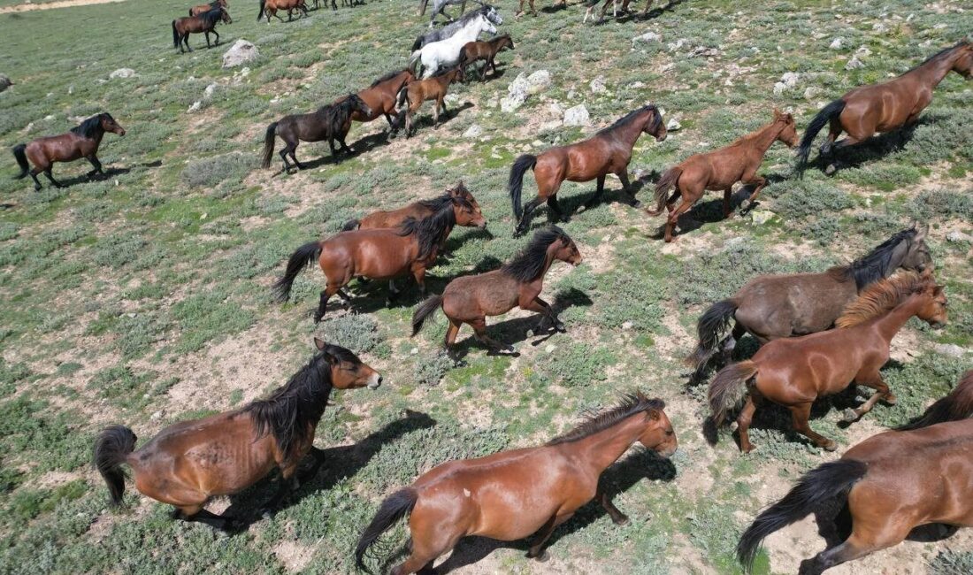 Sevimlilikleri ve ürkeklikleri ile bilinen yılkı atları yaz mevsimin gelmesi