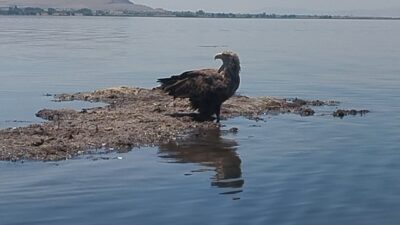 Nesli tükenme tehlikesi altındaki Ak Kuyruklu Kartal, birçok canlıya ev