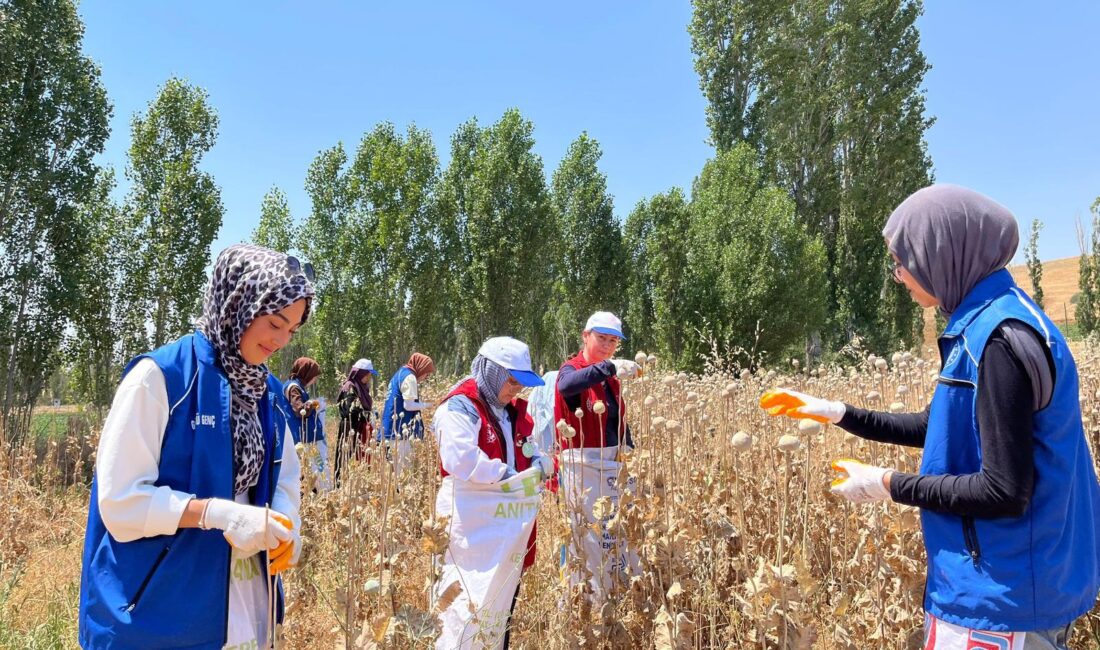 
Gençlik ve Spor Bakanlığı tarafından başlatılan “Hasat Şenliği” temalı gönüllülük