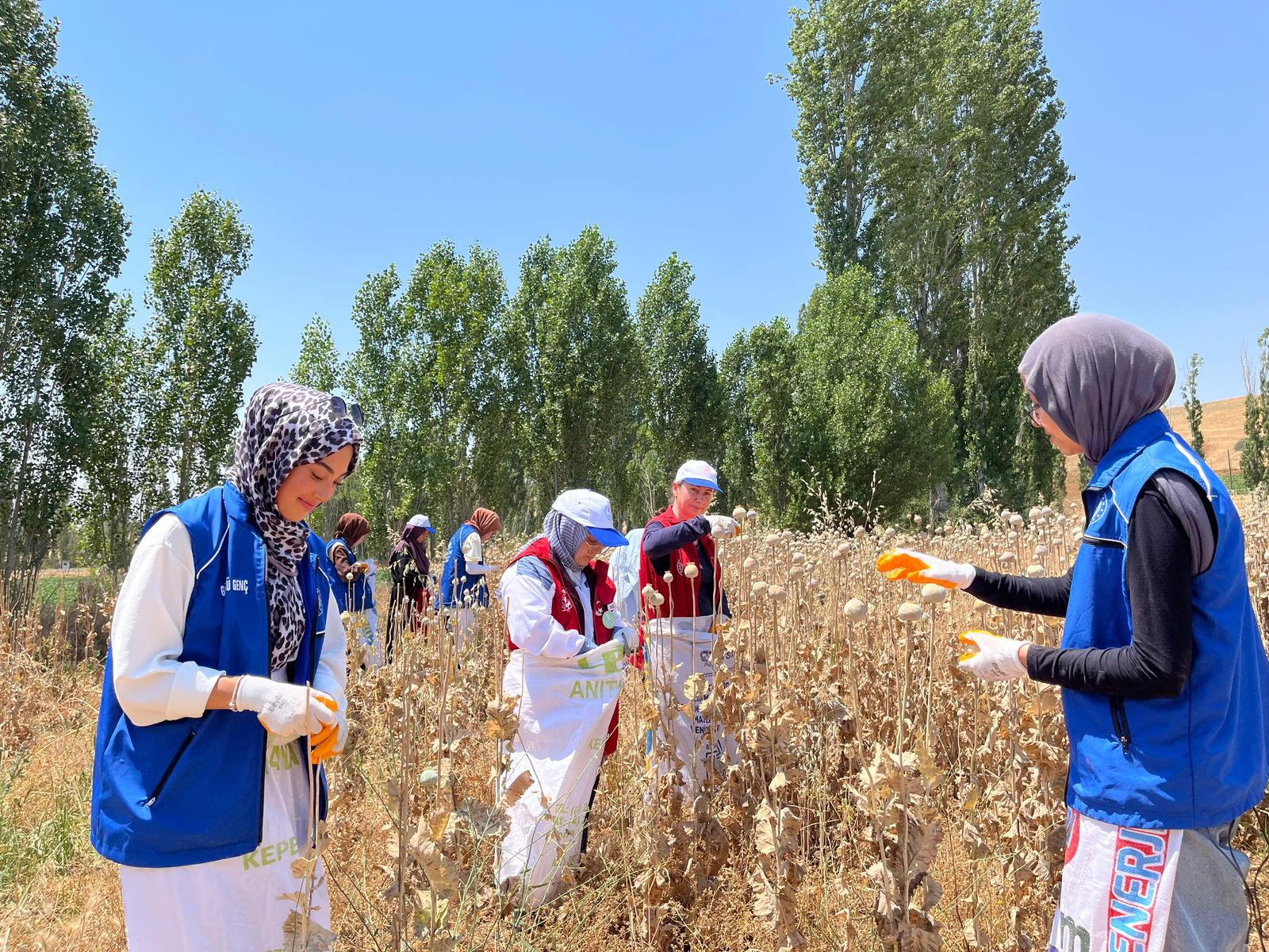 
Gençlik ve Spor Bakanlığı tarafından başlatılan “Hasat Şenliği” temalı gönüllülük