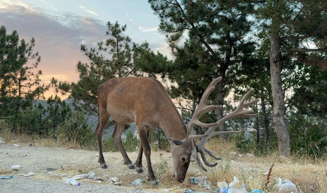 Afyonkarahisar'da karayolu kenarında geyik görenler hayretler içinde kalırken, haberlere konu