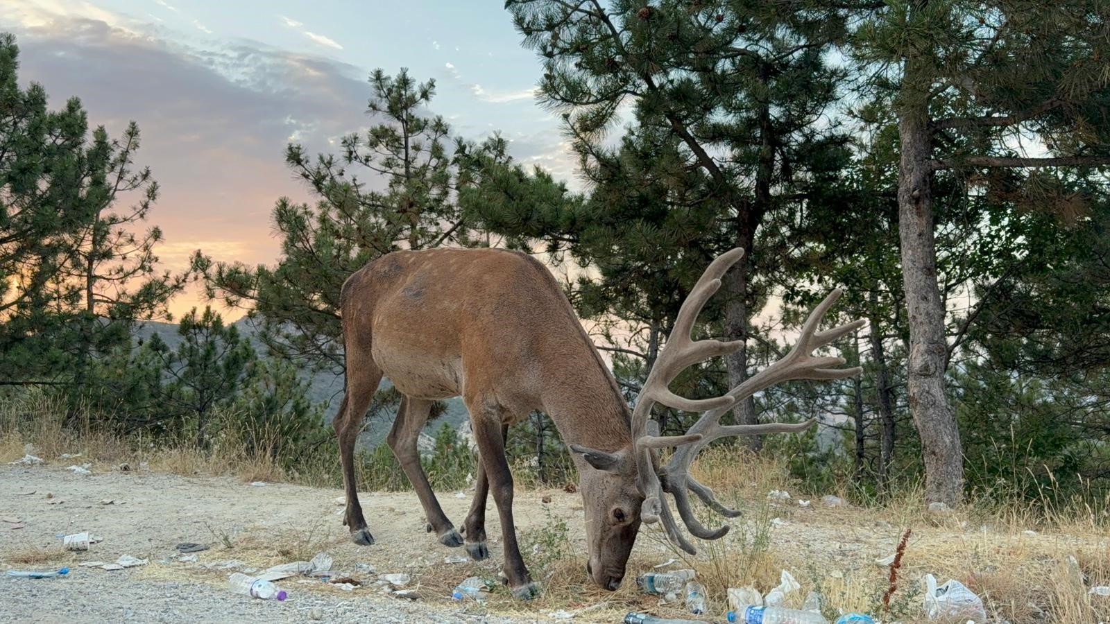 Afyonkarahisar'da karayolu kenarında geyik görenler hayretler içinde kalırken, haberlere konu