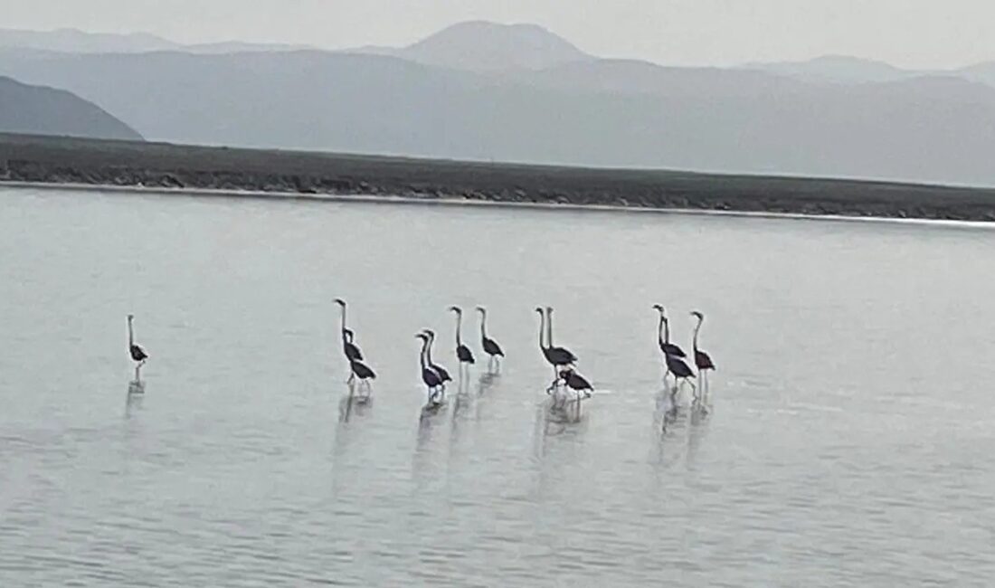 Kuzey Afrika’dan yola çıkan flamingolar, Denizli-Afyonkarahisar sınırındaki Acıgöl’e ulaştı. Göç