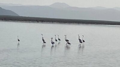 Kuzey Afrika’dan yola çıkan flamingolar, Denizli-Afyonkarahisar sınırındaki Acıgöl’e ulaştı. Göç
