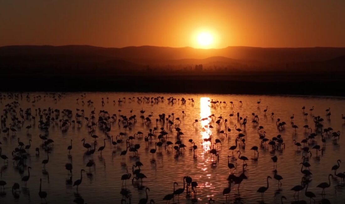 Atık suların depolanması için oluşturulan gölet, flamingoların yeni yaşam alanı