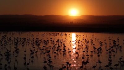 Atık suların depolanması için oluşturulan gölet, flamingoların yeni yaşam alanı