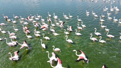 Eber Gölü'nün Afyonkarahisar Bolvadin sınırları içerisinde kalan kısmında geçici olarak