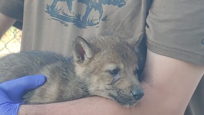 Sakarya Üniversitesi öncülüğünde yürütülen ve TÜBİTAK tarafından desteklenen yeni bir