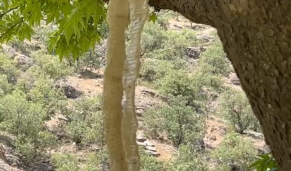 Hakkari'nin Yüksekova ilçesinde doğa gözlemleri yapan öğretmen Ümit Bartın, Türkiye'nin