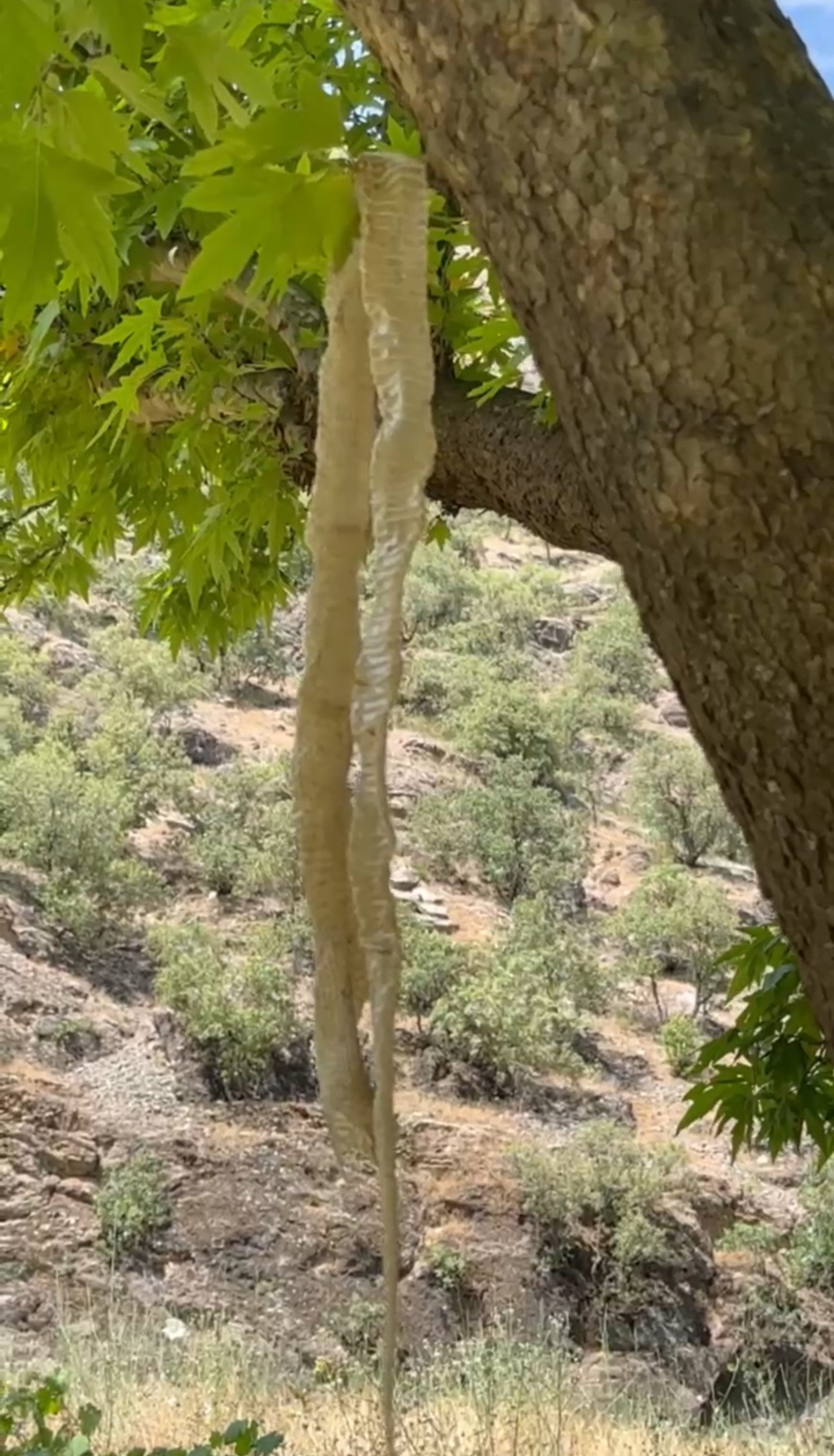 Hakkari'nin Yüksekova ilçesinde doğa gözlemleri yapan öğretmen Ümit Bartın, Türkiye'nin