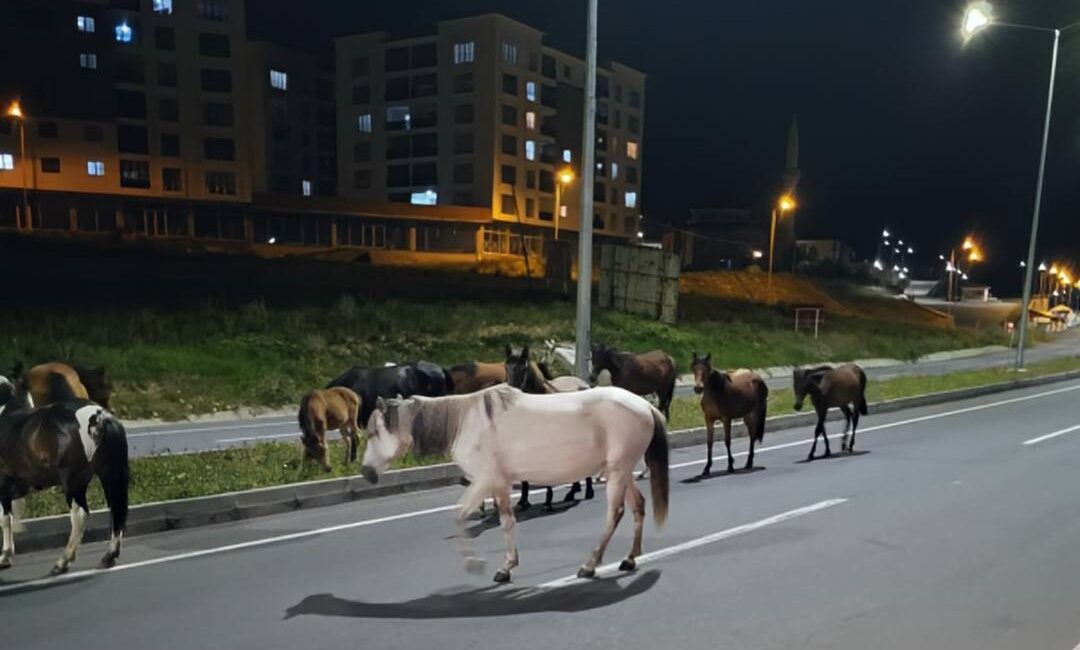 Ardahan'da ana yollara kontrolsüz bir şekilde çıkan başıboş at sürüleri,