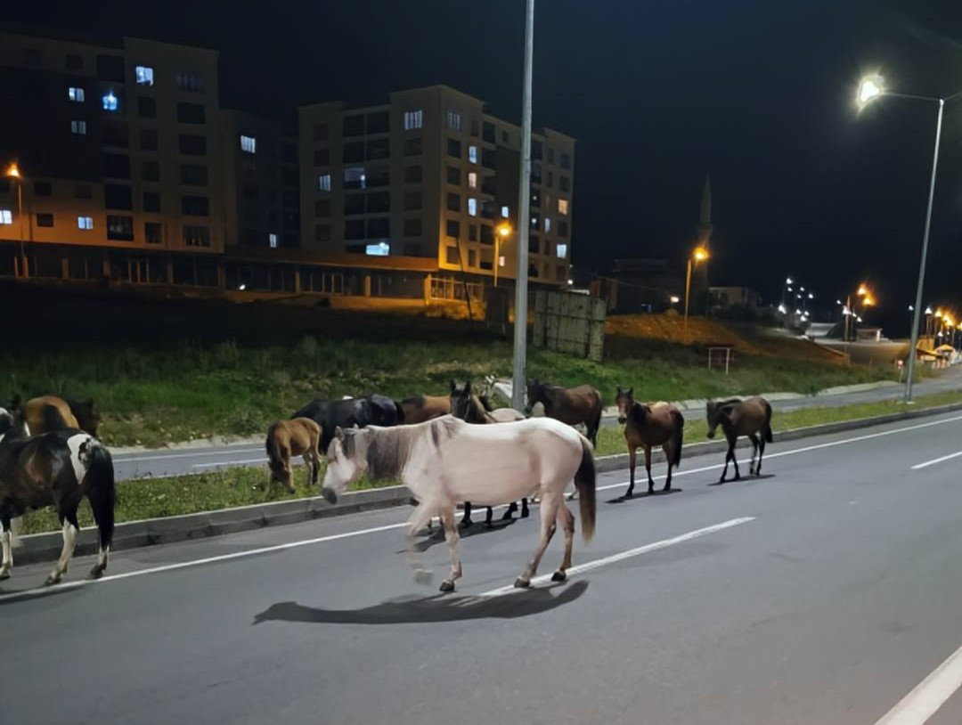 Ardahan'da ana yollara kontrolsüz bir şekilde çıkan başıboş at sürüleri,