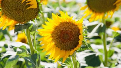 Türkiye'nin tahıl ambarı olarak adlandırılan kenti Şanlıurfa'da ayçiçeğinin çiçek açmasıyla