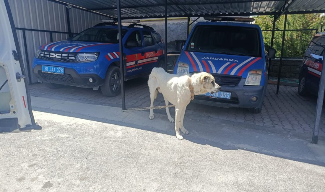 Kayseri'de, bir köpeğin otomobile bağlanarak çektirildiği anlara ait görüntülerin sosyal