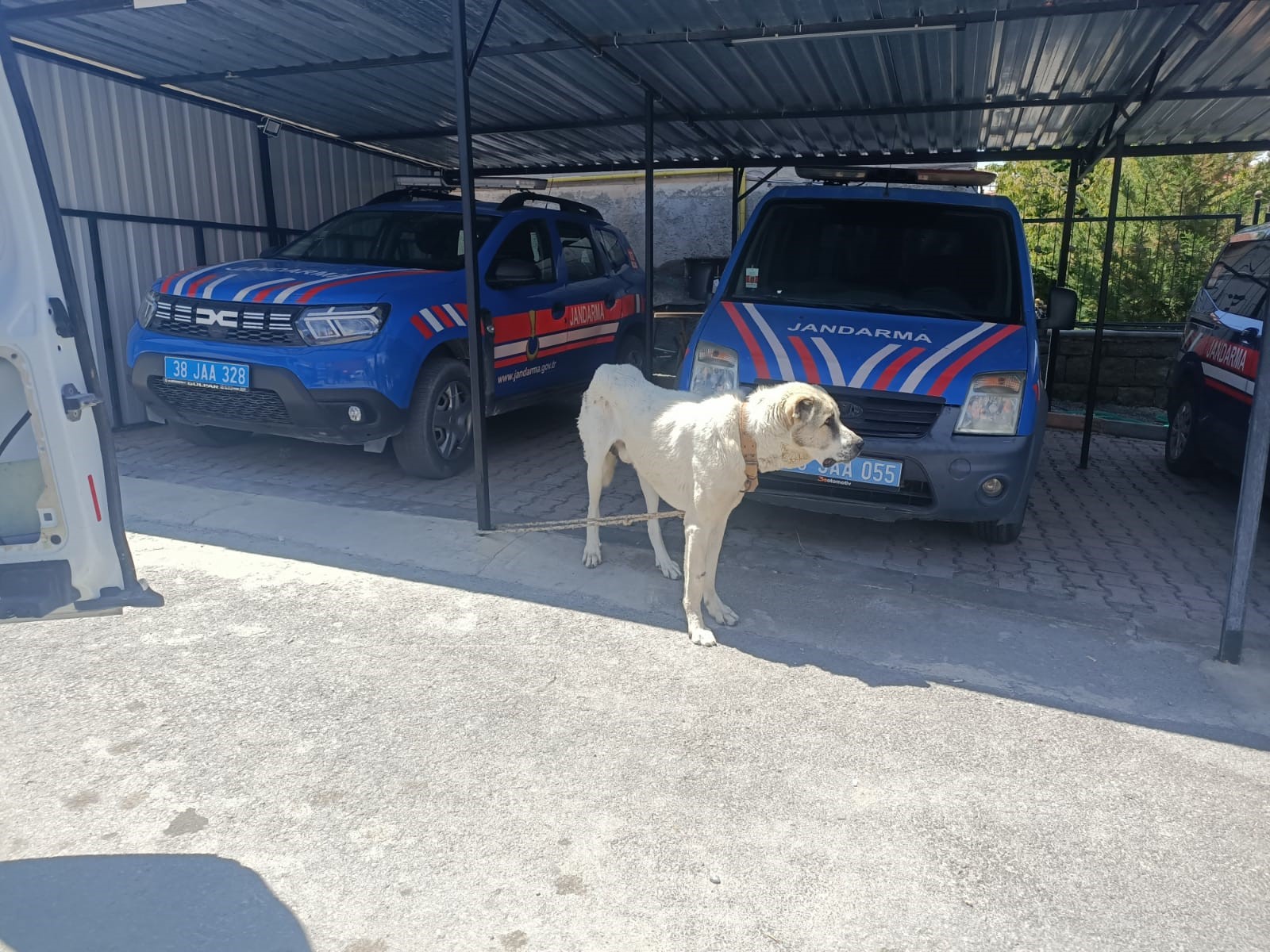 Kayseri'de, bir köpeğin otomobile bağlanarak çektirildiği anlara ait görüntülerin sosyal