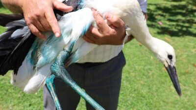 Samsun’un Bafra ilçesinde duyarlı bir cami imamı, yaralı leyleğe sahip