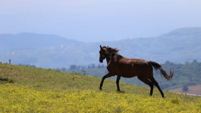 Sanayi kimliğiyle bilinen Kocaeli, aynı zamanda Türkiye'nin en değerli yarış