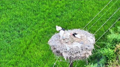 Sinop'un Boyabat ilçesinde, bir leylek ailesinin yuvasında hep birlikte uyuduğu
