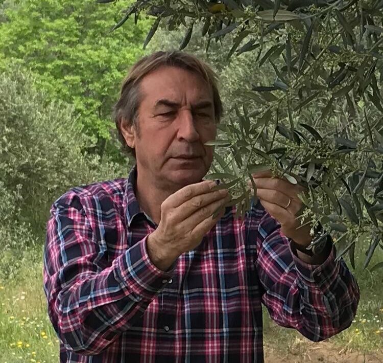 Zeytinyağında bu fiyatları "yok yılı" gelmeden kaçırmayın 2 Zeytinyağında bu fiyatları "yok yılı" gelmeden kaçırmayın