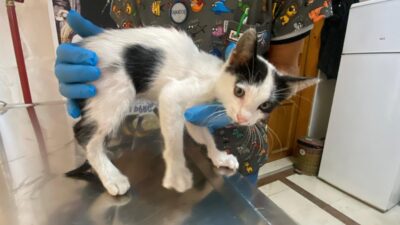 Düzce'de seyir halindeki bir aracın motor bölümünden düşerek yaralanan yavru