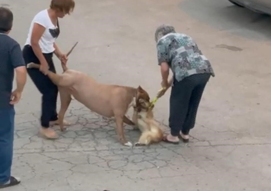 Ankara'nın Mamak ilçesinde, sahibi tarafından ağızlıksız gezdirilen bir pitbull cinsi