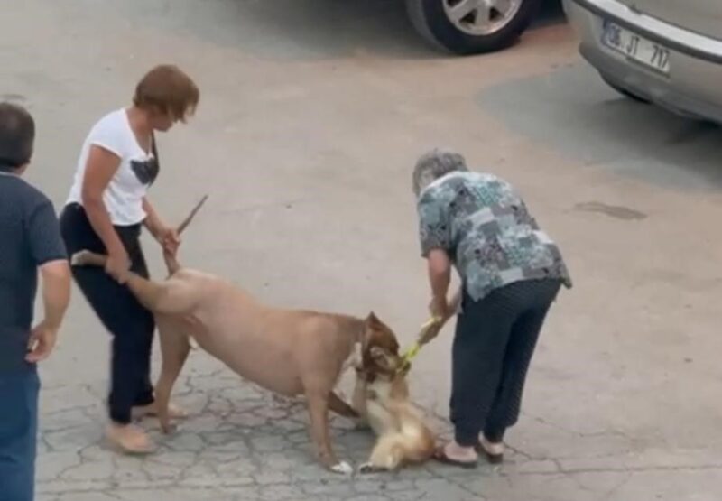 Ankara'nın Mamak ilçesinde, sahibi tarafından ağızlıksız gezdirilen bir pitbull cinsi