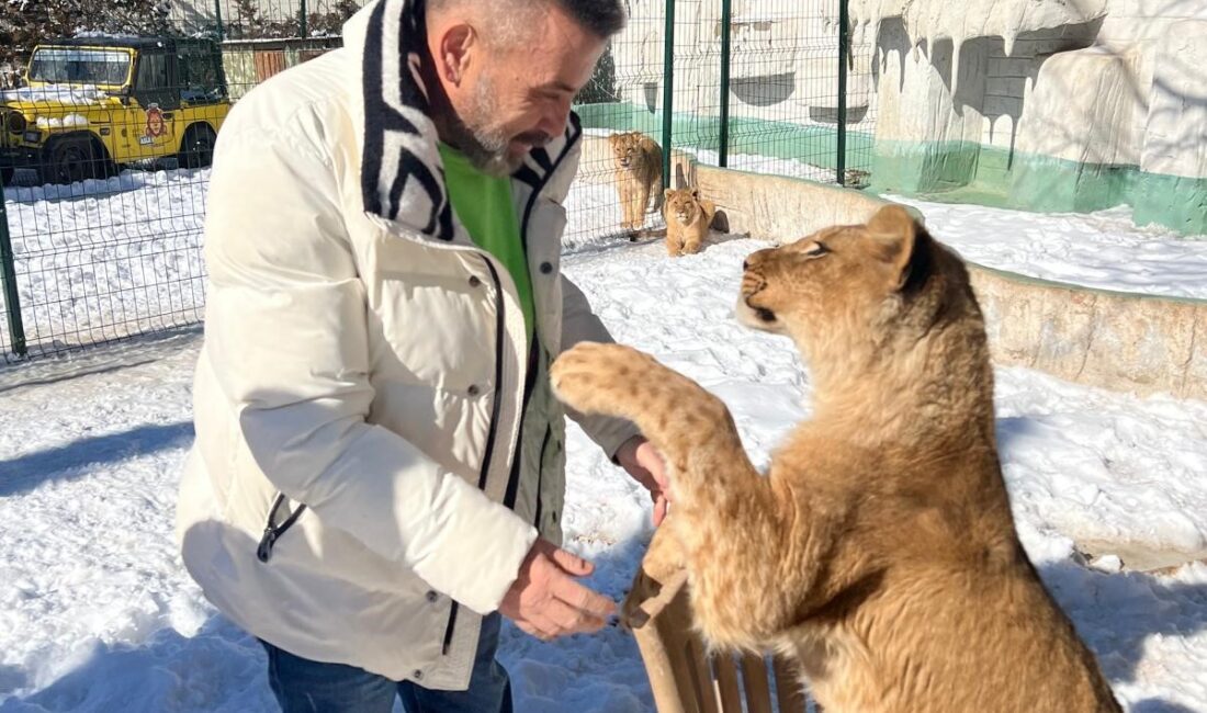 Antalya'da hayvan parkındaki özel kafesinden kaçan aslan, yakındaki bir bahçede