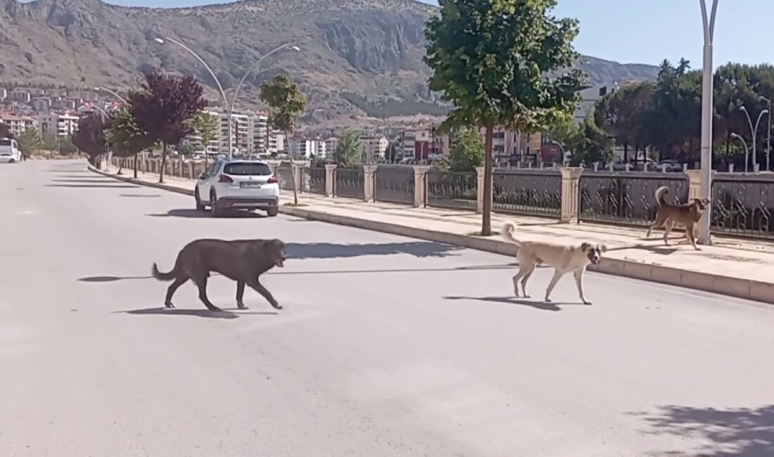 Amasya'da bazı mahallelerde sürü halinde dolaşan sahipsiz köpekler, halk arasında