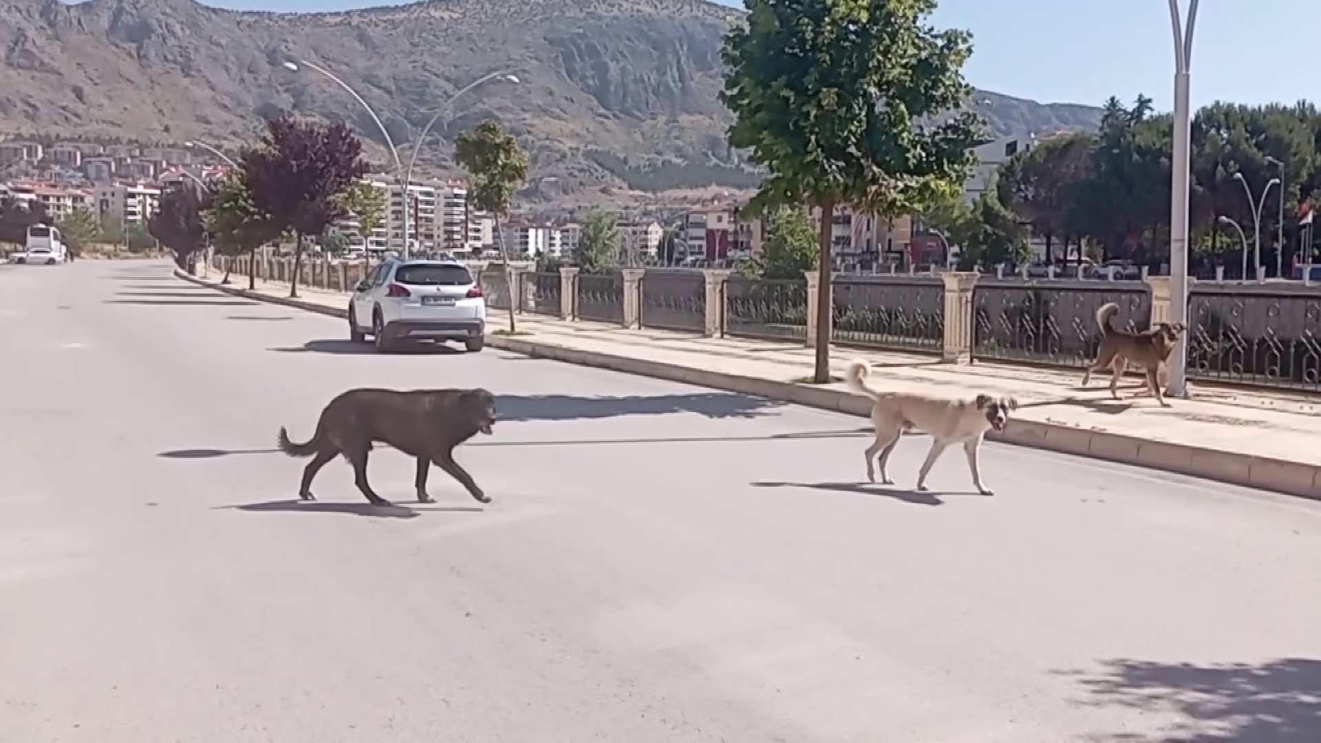Amasya'da bazı mahallelerde sürü halinde dolaşan sahipsiz köpekler, halk arasında