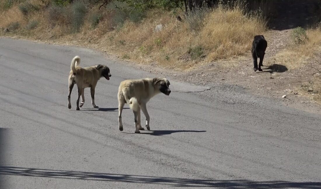 ilecik Bahçelievler Mahallesi’nde artan sokak köpekleri, öğrencilerin okula güvenle gitmesini