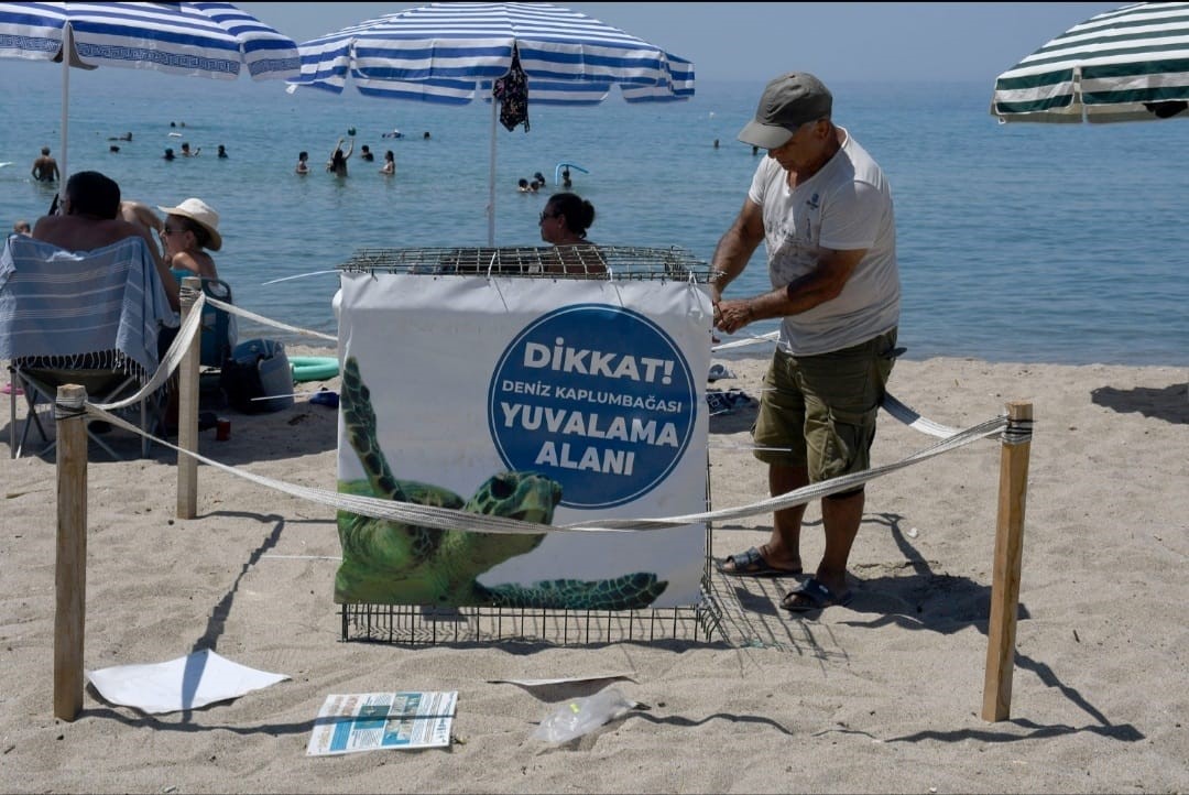 Aydın'ın Kuşadası ilçesinde, nesli tükenme tehlikesi altında olan caretta caretta