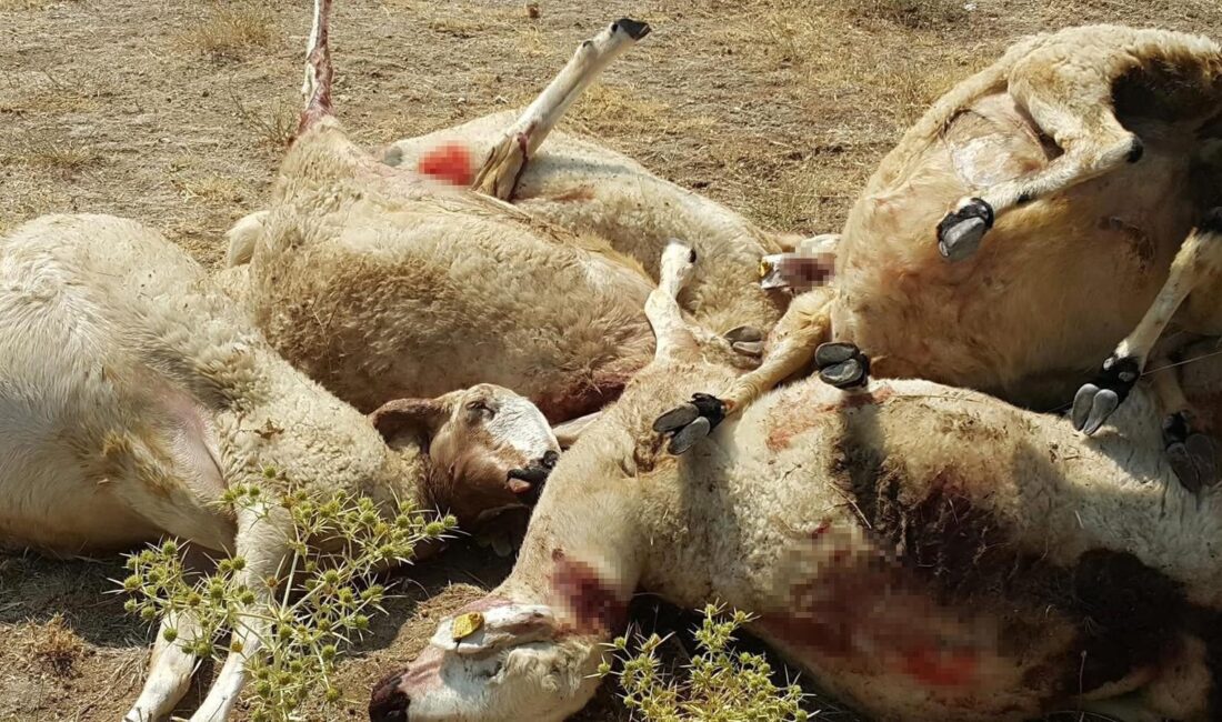 Aksaray'da bir yetiştiriciye ait sürüye yönelik kurt saldırısında 25 koyun