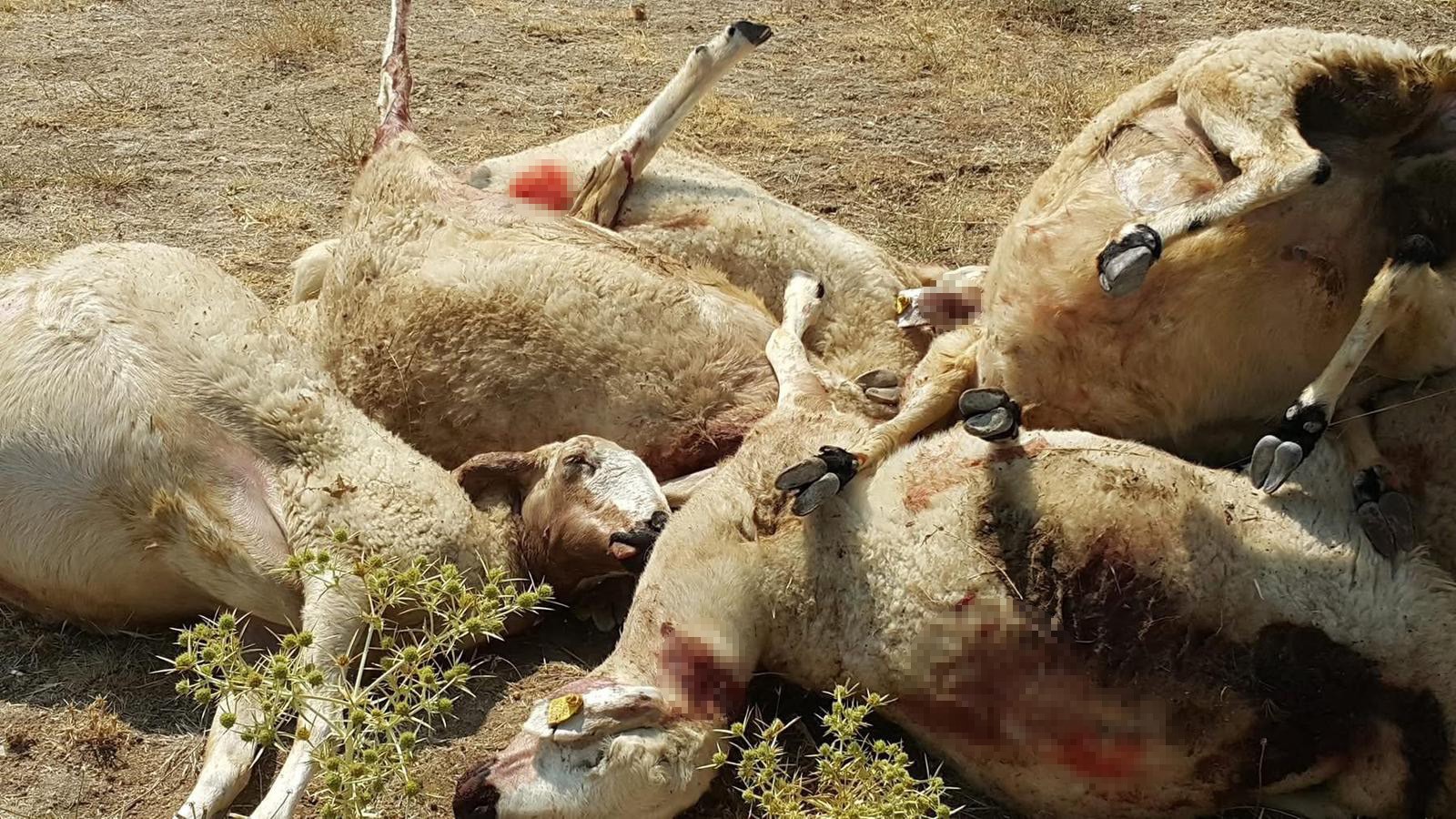 Aksaray'da bir yetiştiriciye ait sürüye yönelik kurt saldırısında 25 koyun