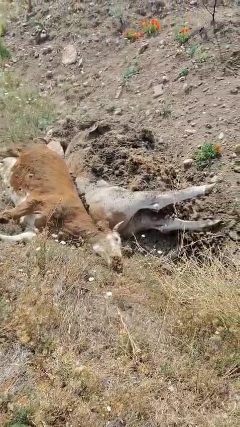  Karabük’ün Eskipazar ilçesinde şap hastalığı nedeniyle 3 büyükbaş hayvan telef