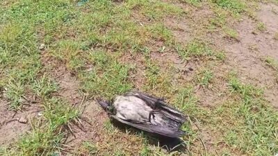 Antalya'nın Serik ilçesinde, bir grup karganın sergilediği olağanüstü davranış, vatandaşların