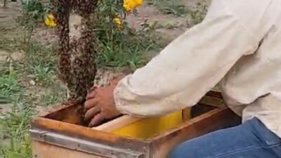 Iğdır'da, bal üretimi yapılan bir kovandan ayrılan kraliçe arıyı takip
