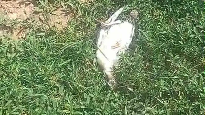 Ağrı'nın Patnos ilçesinde bir vatandaşın bahçesine giren başıboş köpekler, 25