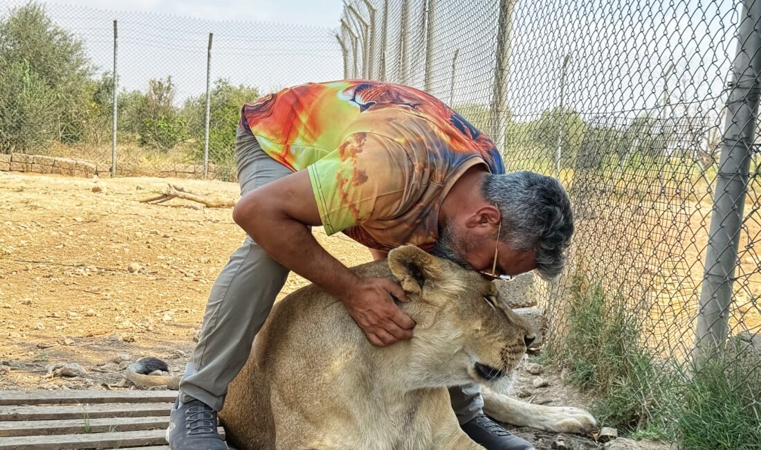 Diyarbakırlı iş adamı Ahmet Akbey, Irak'ın Duhok kentinde 14 aslanıyla
