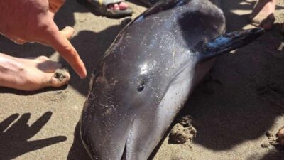 Bursa'nın Karacabey ilçesi sahilinde, vatandaşlar tarafından yaklaşık 2 metre uzunluğunda