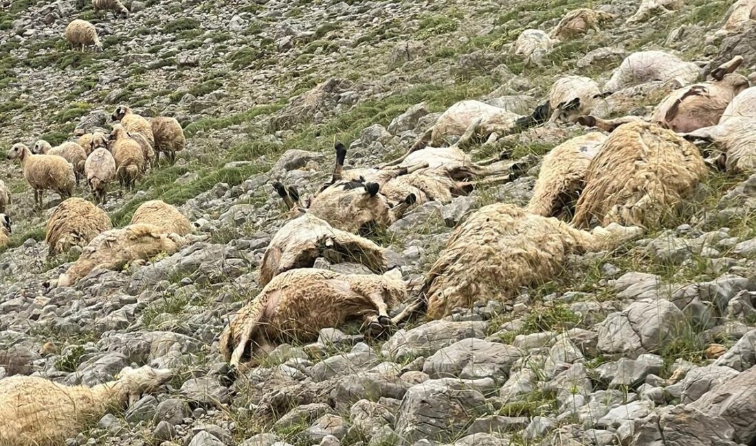 Tunceli'nin Ovacık ilçesine bağlı bir yaylada, öğleden sonra etkili olan