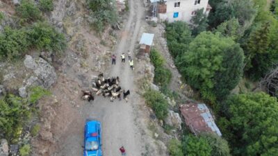  Artvin’in Yusufeli ilçesinde kaybolan 30 küçükbaş hayvan, jandarmanın dron destekli