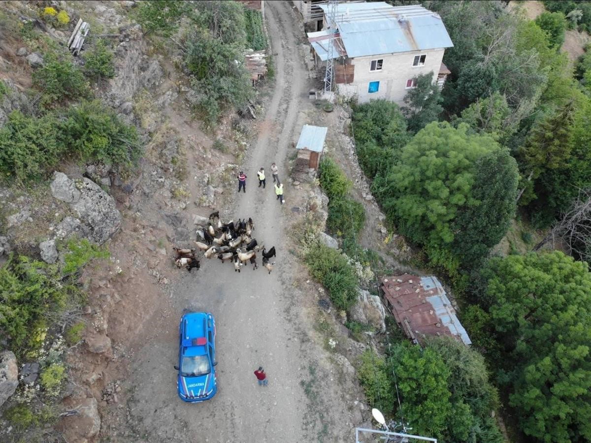  Artvin’in Yusufeli ilçesinde kaybolan 30 küçükbaş hayvan, jandarmanın dron destekli