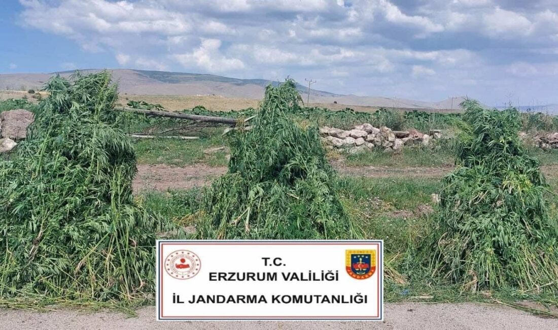 Erzurum İl Jandarma Komutanlığı tarafından Pasinler ilçesinde gerçekleştirilen narkotik operasyonunda,