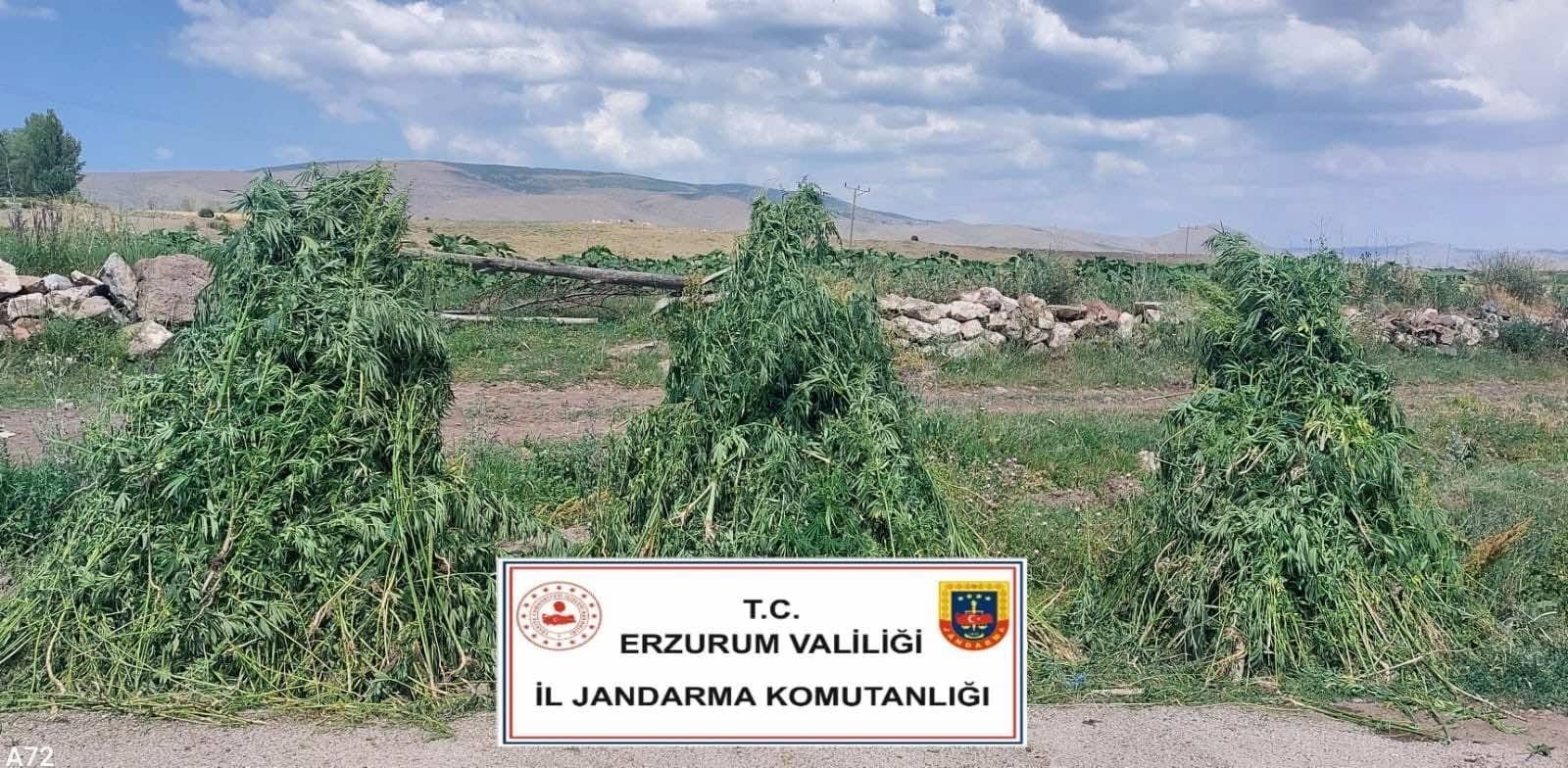 Erzurum İl Jandarma Komutanlığı tarafından Pasinler ilçesinde gerçekleştirilen narkotik operasyonunda,