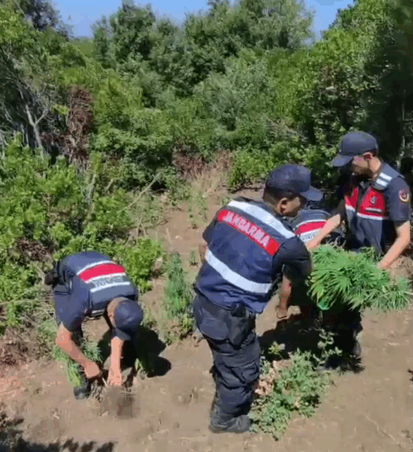Yalova'nın Armutlu ilçesinde jandarma ekipleri tarafından düzenlenen operasyonda, ormanlık bir