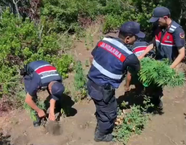 Yalova'nın Armutlu ilçesinde jandarma ekipleri tarafından düzenlenen operasyonda, ormanlık bir
