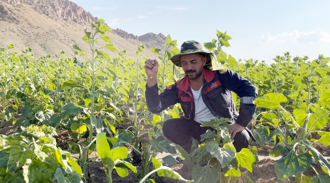 Erzincan'ın Çayırlı ilçesindeki ayçiçeği üreticileri, tarlalarına zarar veren ayılar sebebiyle