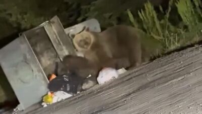 Türkiye'nin önemli turizm merkezlerinden Bursa Uludağ'da, aç kalan bir ayı