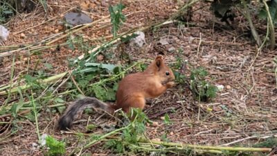 Kars'ın Sarıkamış ilçesi, zengin yaban hayatıyla doğaseverlerin ilgisini çekmeye devam