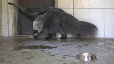 Bursa Hayvanat Bahçesi, Avrupa Hayvanat Bahçeleri ve Akvaryumlar Birliği'nin (EAZA)
